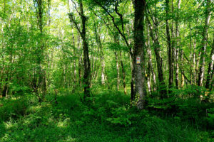 Éclairage politique : la France met le cap sur la biodiversité et révèle sa stratégie nationale !