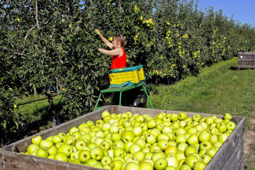 Cueillette des pommes à la main, Crédit Michel Gile SIPA