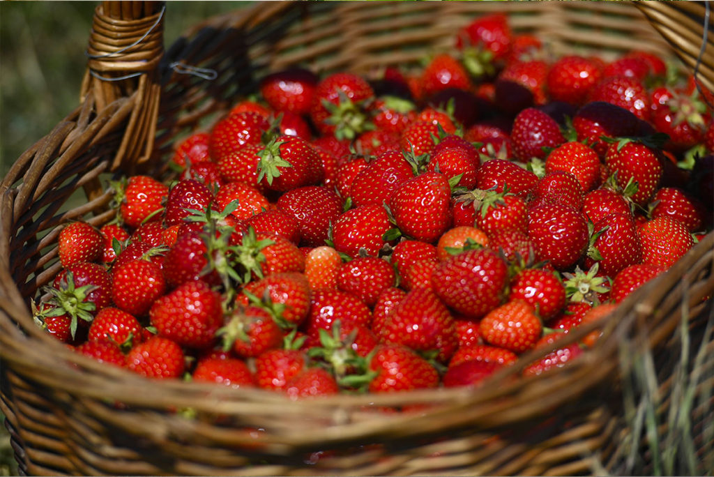 Panier de fraises, Crédit Ondrej Deml/SIPA