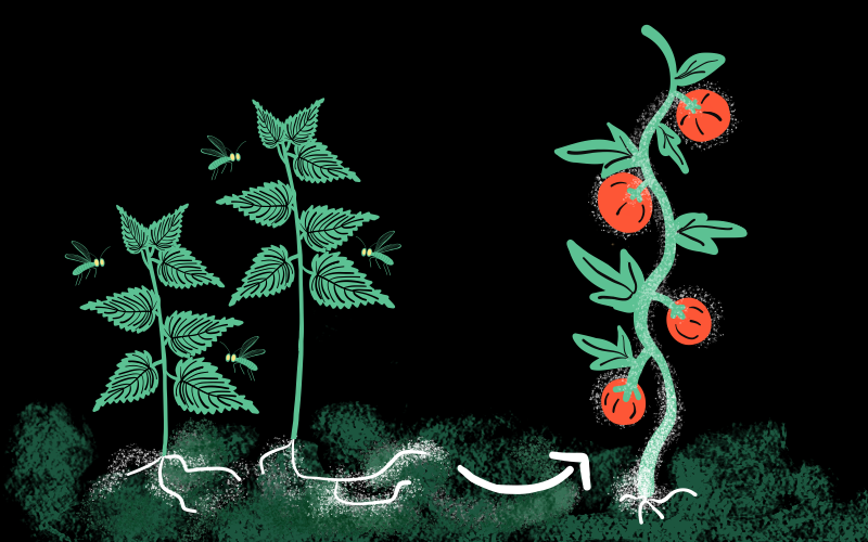 Les mauvaises herbes s’incrustent par exemple entre deux plants de tomates dans ton potager, Illustration Laureline Lecossois