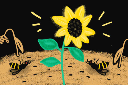 Les ravages des pesticides, Illustration Laureline Lecossois