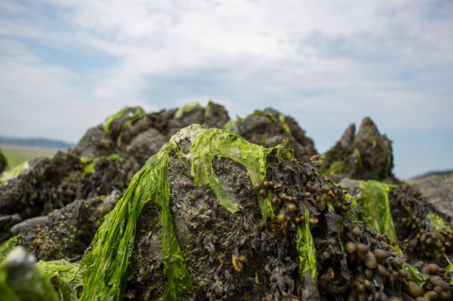Algues vertes à Piriac sur mer (Bretagne), en 2020. Crédit Christian Bellavia/SIPA