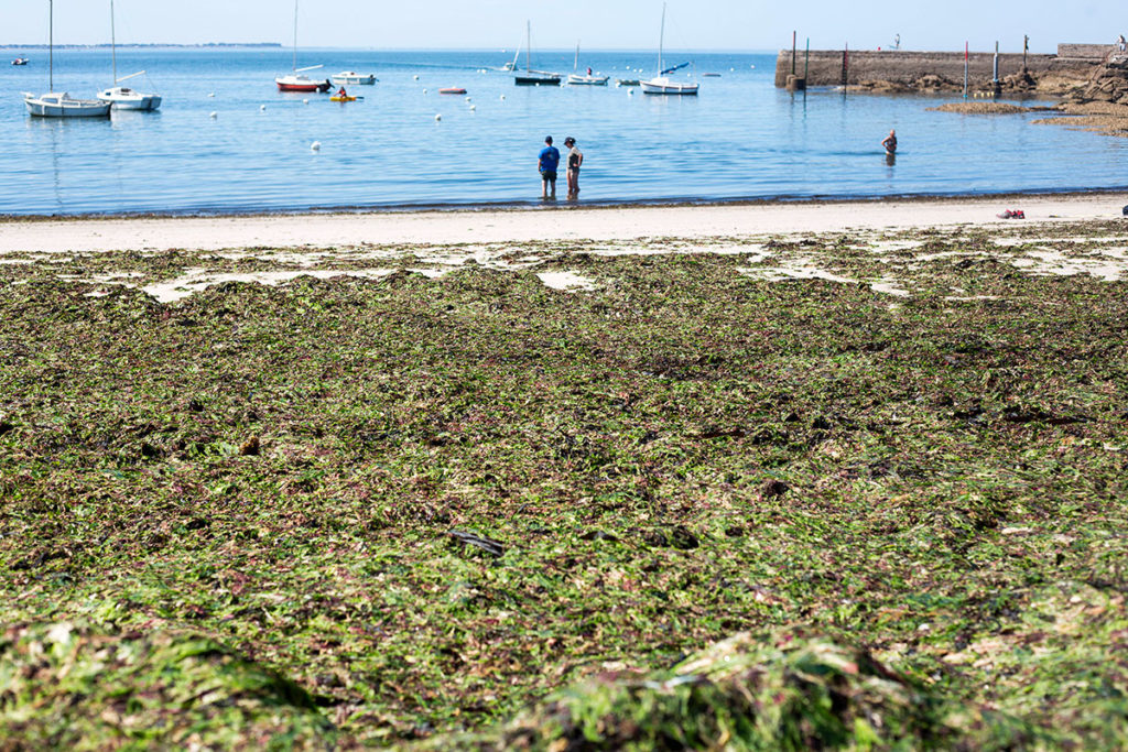 Les algues vertes, ulves (ulva lactuca) prolifèrent sur le littoral Breton, Crédit Christian Bellavia/SIPA