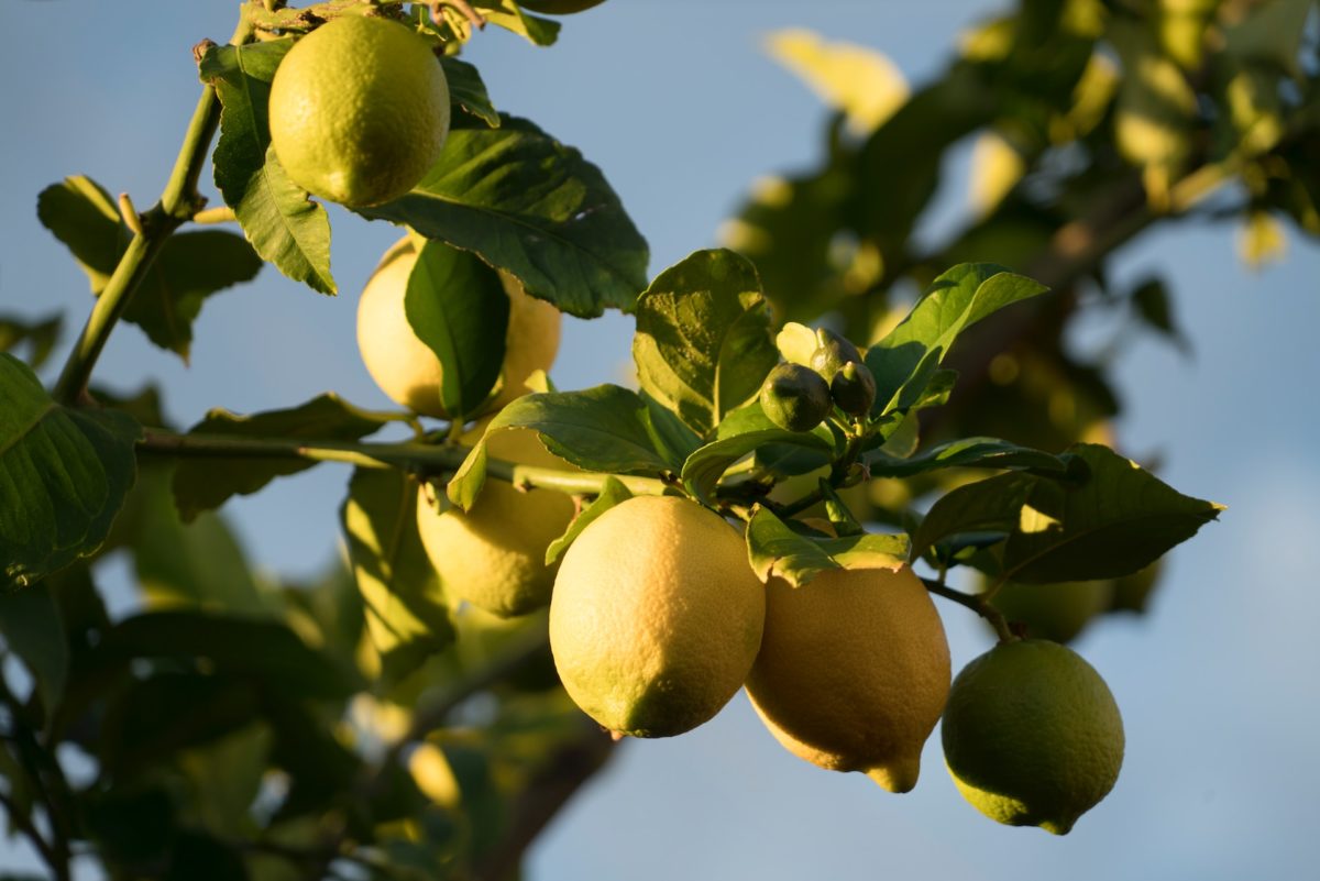 Le citron peut être utilisé en guise de produit d'entretien.