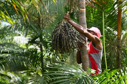 José Diogo grimpe sur un palmier pour cueillir une grappe d'açai dans sa plantation à Abaetetuba, en Amazonie Brésilienne le 4 août 2023