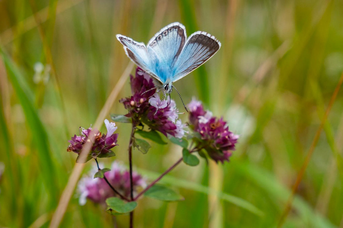 Papillon butinant une fleur en Occitanie, Crédit LILIAN CAZABET / HANS LUCAS / HANS LUCAS VIA AFP