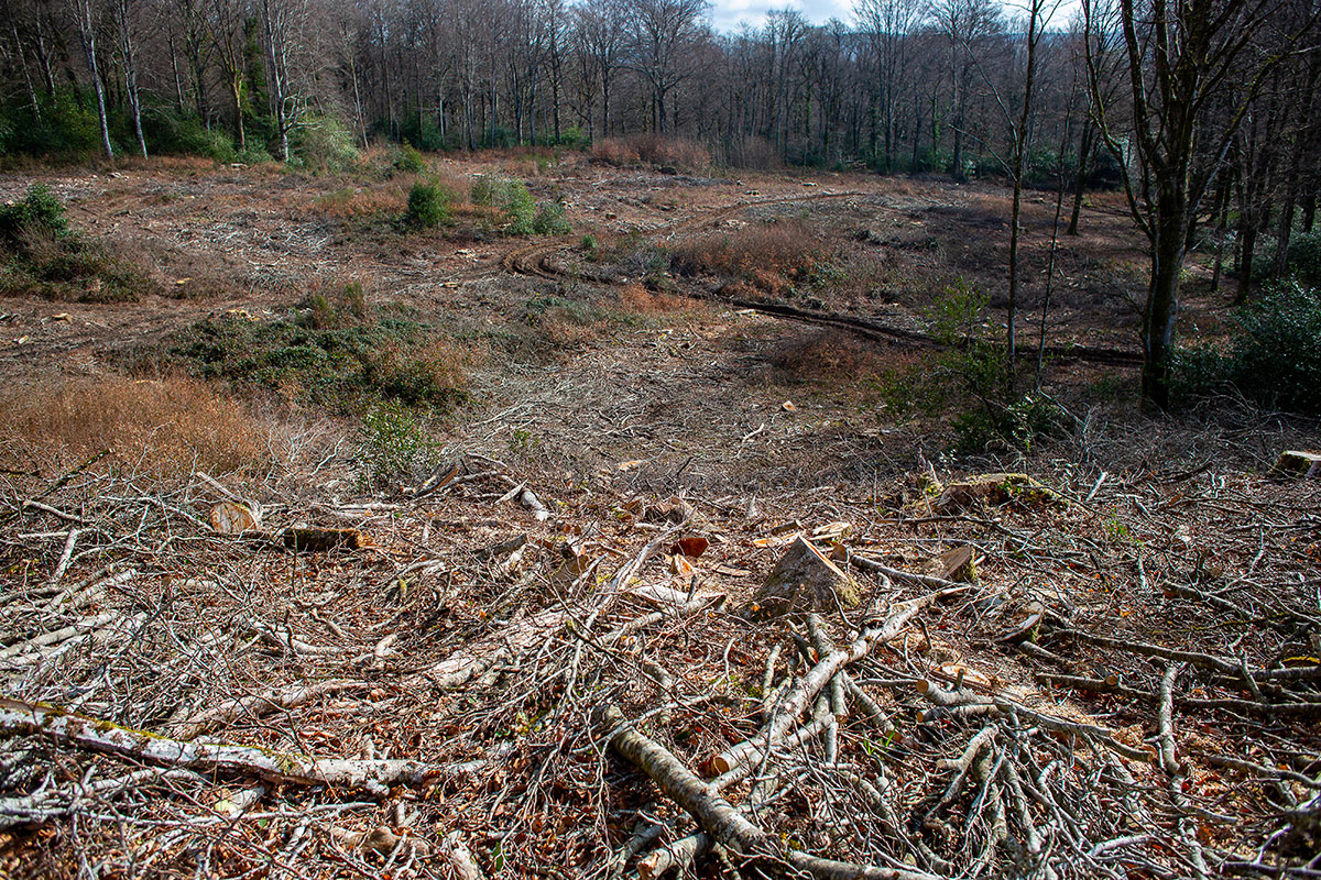 Comment préparer la coupe du bois en Forêt ?
