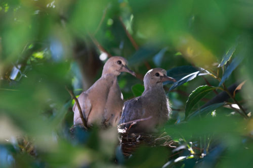 Jeunes colombes dans un nid, Crédit MATHIEU THOMASSET / HANS LUCAS / HANS LUCAS VIA AFP