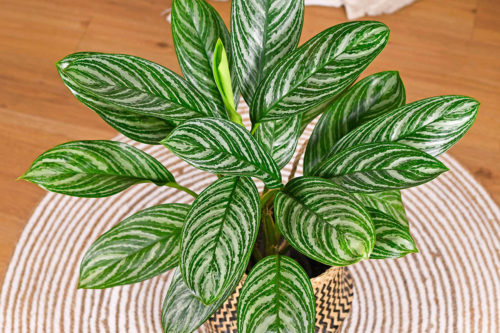 Plante d'intérieur tropicale Aglaonema Stripes avec de longues feuilles avec motif à rayures argentées, Crédit imageBROKER.com