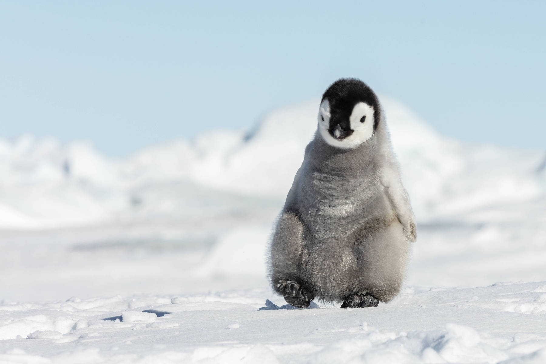 Housse de couette Manchots de l'Antarctique dans la nature sauvage 