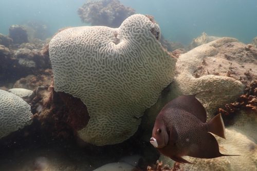 En Floride, un poisson nage aux côtés de coraux ayant subi le phénomène de blanchiment, lié au réchauffement climatique, Crédit Andrew Ibarra/NOAA via AP