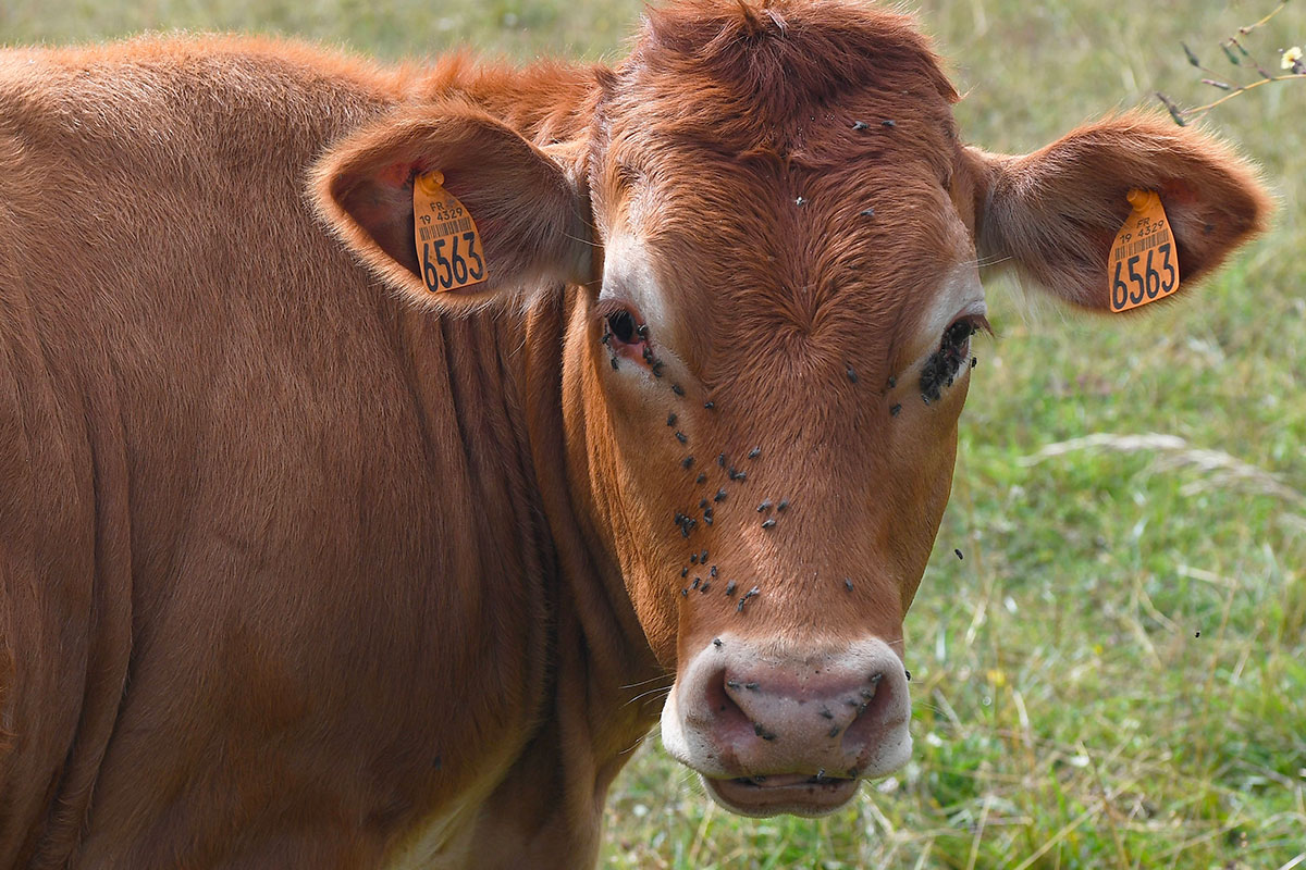 Vache en Corrèze, Crédit MOURAD ALLILI/SIPA