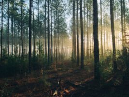 Le Défi de Bonn : les enjeux de la reforestation