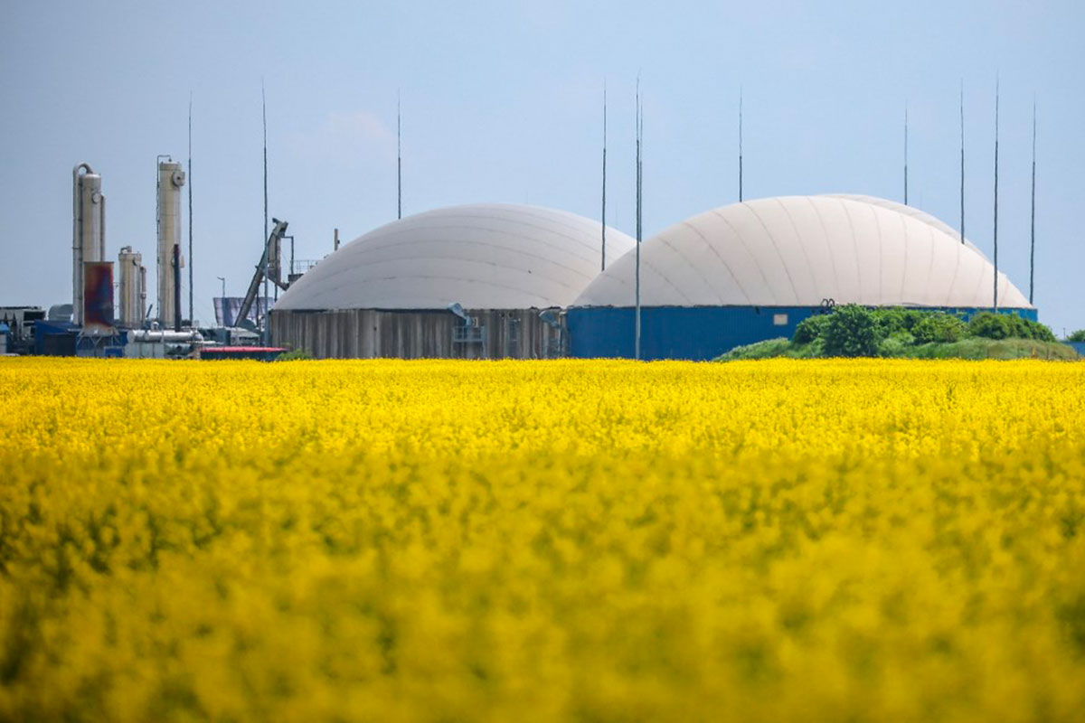 Les cuves de fermentation d'une usine de biogaz se trouvent derrière un champ de colza jaune. Le biogaz et le biométhane sont considérés comme une alternative au gaz naturel et peuvent également être injectés dans le réseau de gaz naturel. Crédit JAN WOITAS / DPA / DPA PICTURE-ALLIANCE VIA AFP