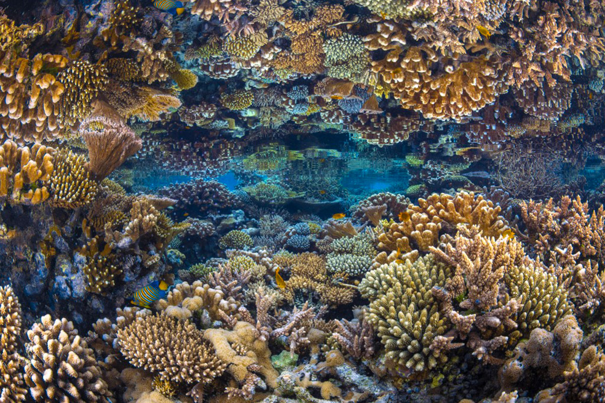Coraux à Mayotte, Crédit Gabriel Barathieu / Biosphoto / Biosphoto via AFP