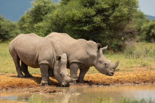 Rhinoceros Blanc en Afrique du Sud, Crédit BEN PIPE / ROBERT HARDING RF / VIA AFP