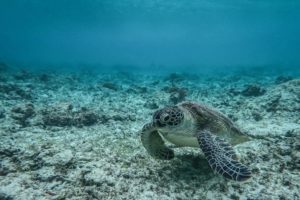 Inédit : tortues et requins deviennent sujets de droit en Nouvelle-Calédonie