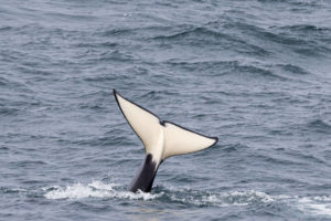 Les scientifiques alertent : les orques « n’attaquent » pas mais jouent