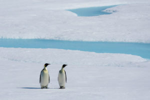 La surface de la banquise de l'Antarctique a réduit de 1,03 million de km2 : deux fois la superficie de la France