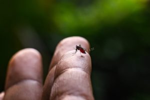 Frelons, moustiques, punaises : avec le dérèglement climatique, les insectes font de la résistance en automne