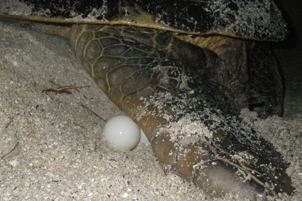 Un oeuf de tortue marine