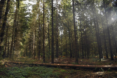 Une forêt française