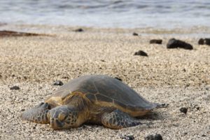 We Spot Turtles ! : l’application créée par Nicolas pour sauver les tortues marines