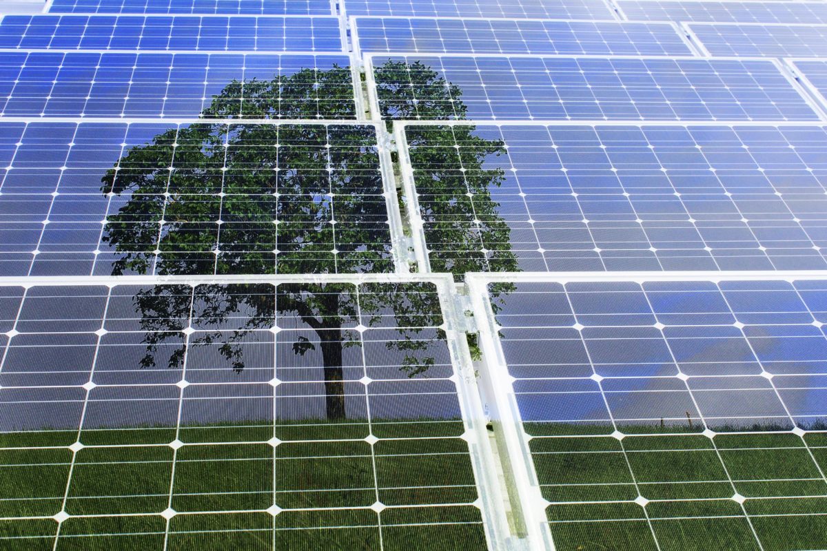 Panneaux solaires et reflet d'un arbre