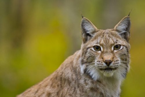 Le Lynx boréal est « en danger » d’extinction en France