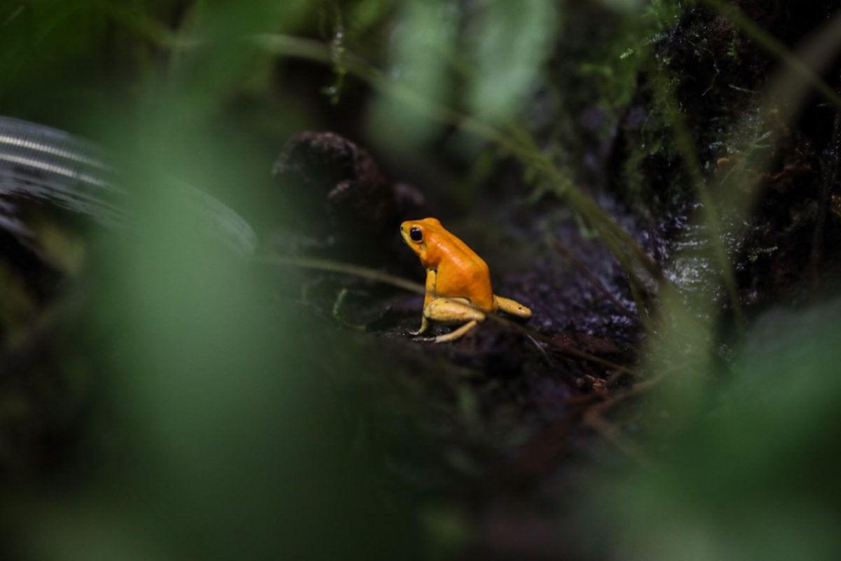 Une grenouille dorée dans le Bioparque La Reserva, en Colombie