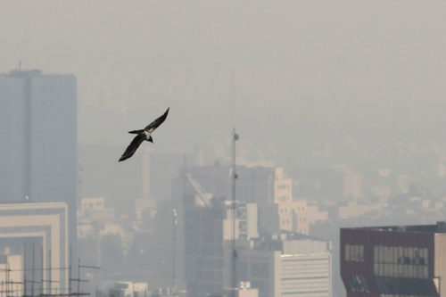 Pollution à Téhéran. Crédit ATTA KENARE / AFP