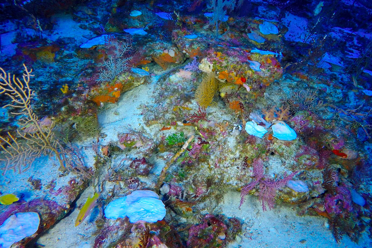 Les scientifiques ont découvert des preuves de blanchissement des récifs coralliens, se produisant à des profondeurs dépassant 90 mètres sous la surface de l'océan Indien. La cause ? Une augmentation de la température de la mer. Crédit University of Plymouth/Cover ImagesCOVER/SIPA