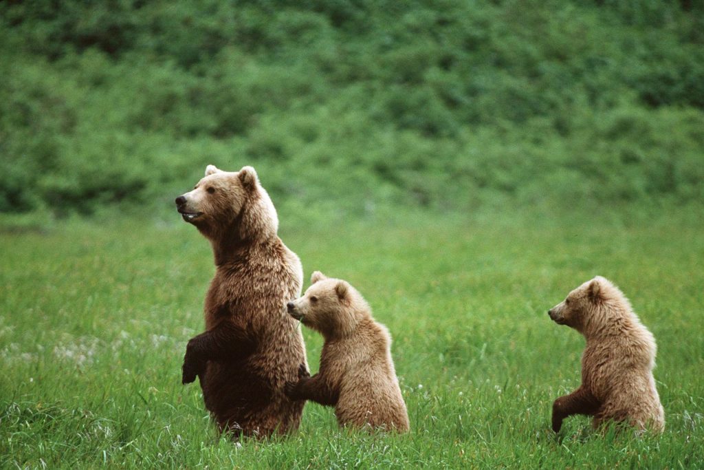 L’Ours Brun