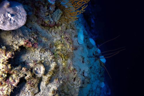 Le blanchiment des coraux découvert à des profondeurs record suscite de nouvelles craintes