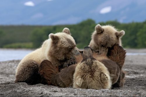 Des ours bruns en Russie