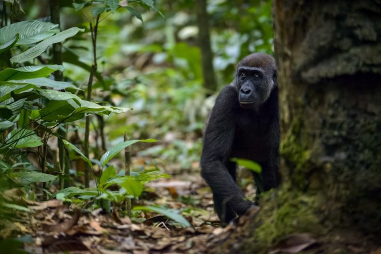 Un gorille des plaines occidentales en République du Congo