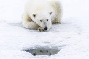 Ours polaires : portrait émotionnel de ces géants du royaume des glaces par Florian Ledoux
