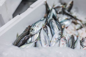 La surpêche touche encore 20% des poissons débarqués en France  