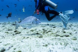 En images : la biodiversité exceptionnelle des Galapagos, modèle à suivre pour protéger les océans 