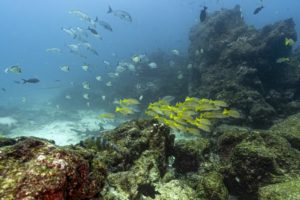 Îles Galapagos : Greenpeace demande la création d’une réserve marine mondiale 