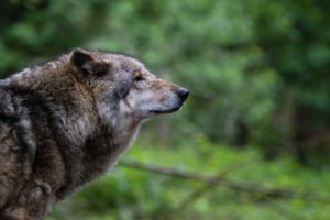 Mobilisation citoyenne : déjà plus de 125 000 signatures pour demander la protection des loups