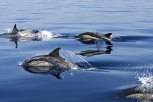 Fermeture de la pêche dans le golfe de Gascogne : le bilan est positif pour les dauphins