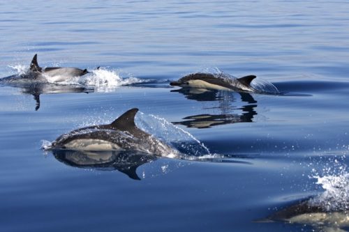 bilan de la fermeture de la pêche dans le golfe de Gascogne pour les dauphins