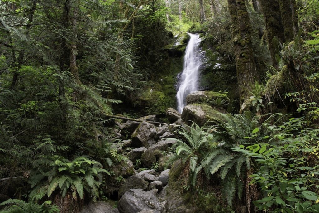 La forêt tropicale tempérée de Washington dans la vallée de Quinault