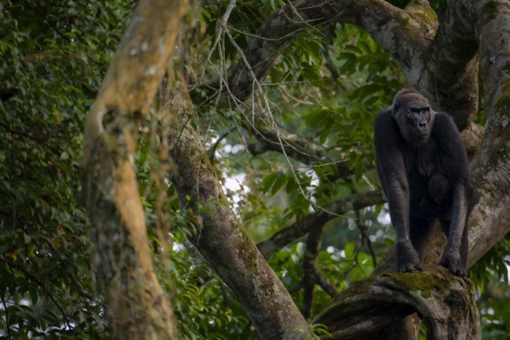 Le Parc national d'Odzala-Kokoua en République du Congo