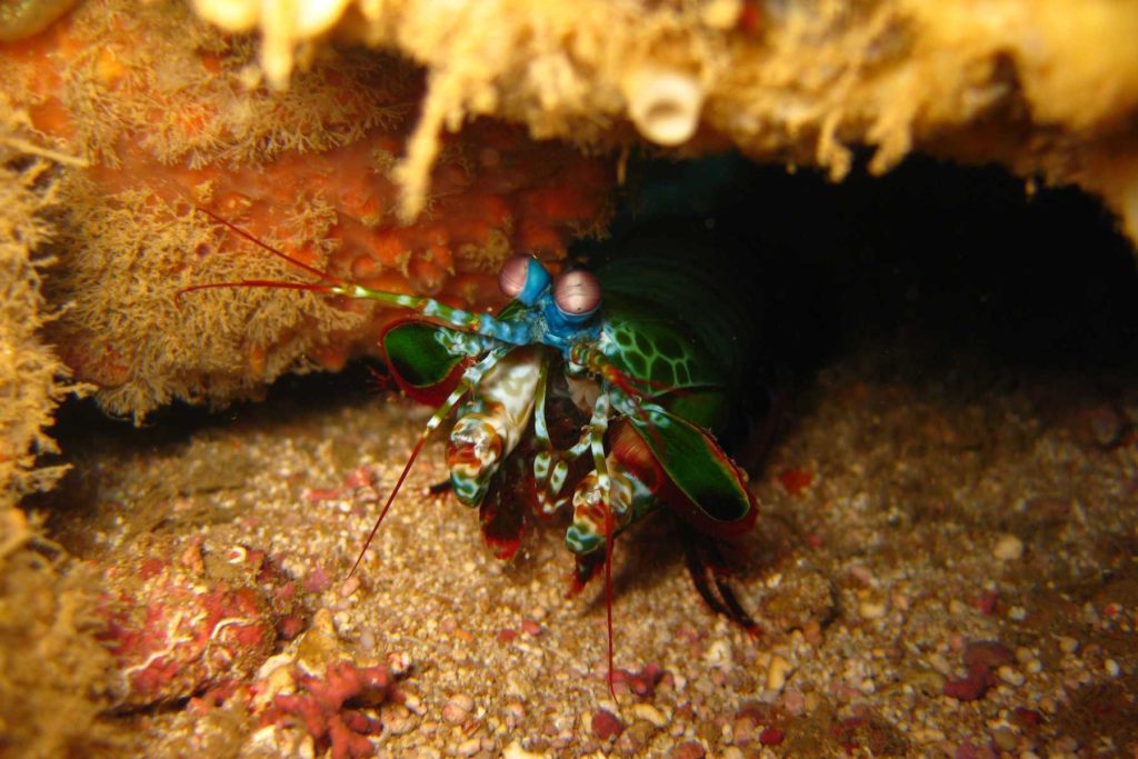 Une crevette-mante à Mayotte