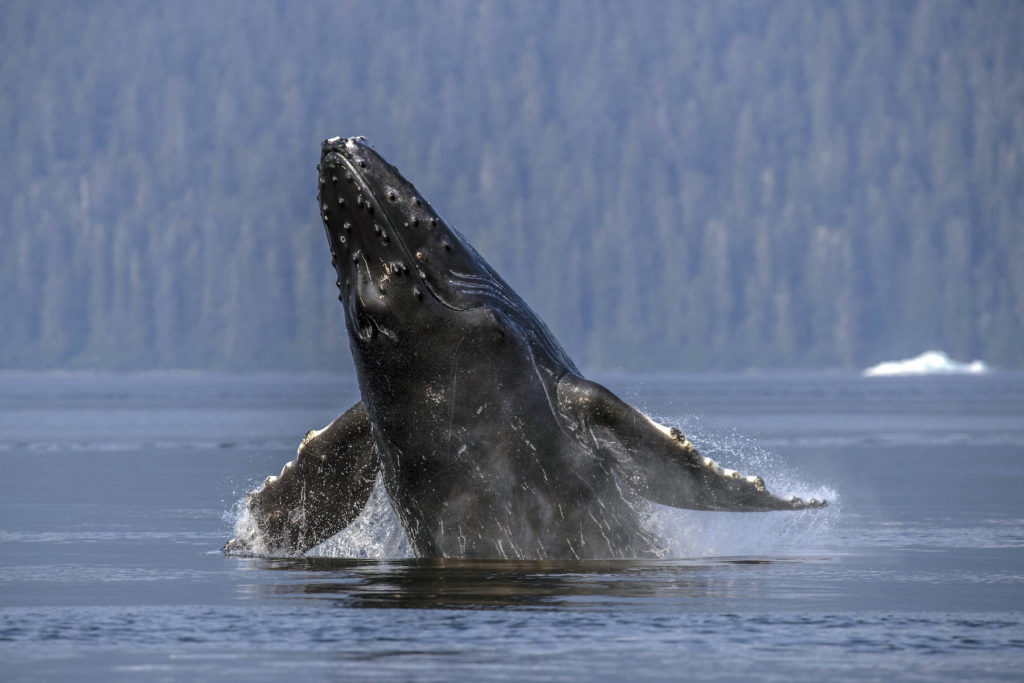 Une baleine à bosse en Alaska