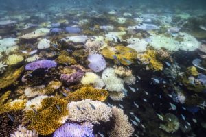 Le monde vit un nouvel épisode massif de blanchissement des coraux