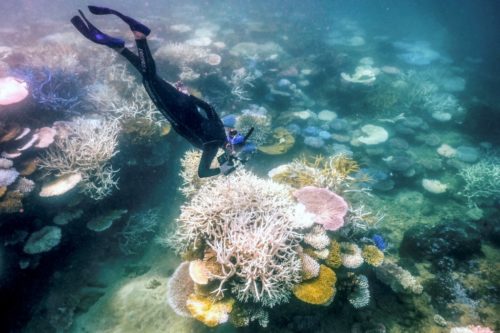 Blanchissement des coraux