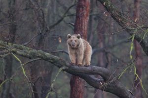 83 ours bruns dans les Pyrénées en 2023, un record qui cache une « bombe génétique »